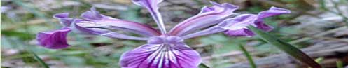 Iris Wild Flowers